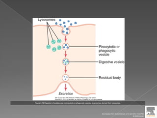 Figure 2-12 Digestion of substances in pinocytotic or phagocytic vesicles by enzymes derived from lysosomes.
Downloaded from: StudentConsult (on 9 April 2012 10:25 PM)
© 2005 Elsevier
 