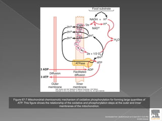 Figure 67-7 Mitochondrial chemiosmotic mechanism of oxidative phosphorylation for forming large quantities of
ATP. This figure shows the relationship of the oxidative and phosphorylation steps at the outer and inner
membranes of the mitochondrion.
Downloaded from: StudentConsult (on 9 April 2012 10:25 PM)
© 2005 Elsevier
 