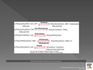 Figure 68-2 Beta-oxidation of fatty acids to yield acetyl coenzyme A.
Downloaded from: StudentConsult (on 9 April 2012 10:25 PM)
© 2005 Elsevier
 
