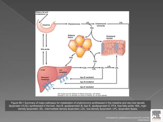 Figure 68-1 Summary of major pathways for metabolism of chylomicrons synthesized in the intestine and very low density
lipoprotein (VLDL) synthesized in the liver. Apo B, apolipoprotein B; Apo E, apolipoprotein E; FFA, free fatty acids; HDL, high-
density lipoprotein; IDL, intermediate-density lipoprotein; LDL, low-density lipoprotein; LPL, lipoprotein lipase.
Downloaded from: StudentConsult (on 9 April 2012 10:25 PM)
© 2005 Elsevier
 