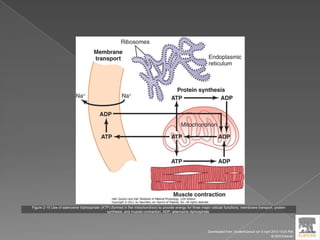 Figure 2-15 Use of adenosine triphosphate (ATP) (formed in the mitochondrion) to provide energy for three major cellular functions: membrane transport, protein
synthesis, and muscle contraction. ADP, adenosine diphosphate.
Downloaded from: StudentConsult (on 9 April 2012 10:25 PM)
© 2005 Elsevier
 