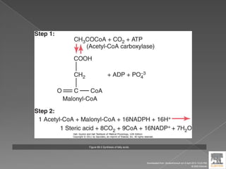 Figure 68-3 Synthesis of fatty acids.
Downloaded from: StudentConsult (on 9 April 2012 10:25 PM)
© 2005 Elsevier
 
