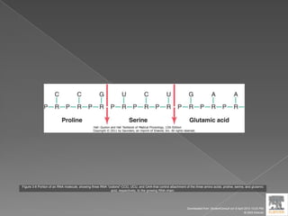 Figure 3-8 Portion of an RNA molecule, showing three RNA "codons"-CCG, UCU, and GAA-that control attachment of the three amino acids, proline, serine, and glutamic
acid, respectively, to the growing RNA chain.
Downloaded from: StudentConsult (on 9 April 2012 10:25 PM)
© 2005 Elsevier
 