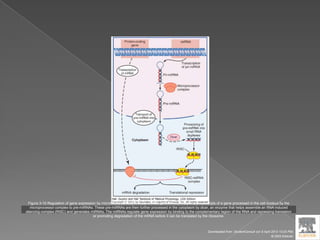 Figure 3-10 Regulation of gene expression by microRNA (miRNA). Primary miRNA (pri-miRNA), the primary transcripts of a gene processed in the cell nucleus by the
microprocessor complex to pre-miRNAs. These pre-miRNAs are then further processed in the cytoplasm by dicer, an enzyme that helps assemble an RNA-induced
silencing complex (RISC) and generates miRNAs. The miRNAs regulate gene expression by binding to the complementary region of the RNA and repressing translation
or promoting degradation of the mRNA before it can be translated by the ribosome.
Downloaded from: StudentConsult (on 9 April 2012 10:25 PM)
© 2005 Elsevier
 