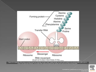 Figure 3-9 A messenger RNA strand is moving through two ribosomes. As each "codon" passes through, an amino acid is added to the growing protein chain, which is
shown in the right-hand ribosome. The transfer RNA molecule transports each specific amino acid to the newly forming protein.
Downloaded from: StudentConsult (on 9 April 2012 10:25 PM)
© 2005 Elsevier
 