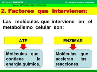 VI- Unidad : BIOLOGÍA
Tema: METABOLISMO CELULAR
I.E.P «Nuestra Señora de Guadalupe»
Las moléculas que interviene en el
metabolismo celular son:
ATP ENZIMAS
Moléculas que
contiene la
energía química.
Moléculas que
aceleran las
reacciones.
 