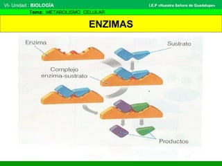 VI- Unidad : BIOLOGÍA
Tema: METABOLISMO CELULAR
I.E.P «Nuestra Señora de Guadalupe»
ENZIMAS
 
