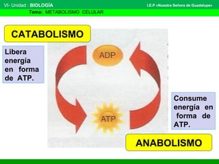VI- Unidad : BIOLOGÍA
Tema: METABOLISMO CELULAR
I.E.P «Nuestra Señora de Guadalupe»
ANABOLISMO
CATABOLISMO
Consume
energía en
forma de
ATP.
Libera
energía
en forma
de ATP.
 