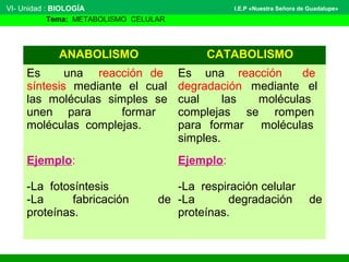 ANABOLISMO CATABOLISMO
Es una reacción de
síntesis mediante el cual
las moléculas simples se
unen para formar
moléculas complejas.
Es una reacción de
degradación mediante el
cual las moléculas
complejas se rompen
para formar moléculas
simples.
Ejemplo:
-La fotosíntesis
-La fabricación de
proteínas.
Ejemplo:
-La respiración celular
-La degradación de
proteínas.
VI- Unidad : BIOLOGÍA
Tema: METABOLISMO CELULAR
I.E.P «Nuestra Señora de Guadalupe»
 