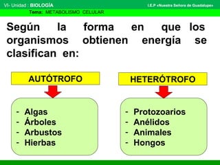 VI- Unidad : BIOLOGÍA
Tema: METABOLISMO CELULAR
I.E.P «Nuestra Señora de Guadalupe»
AUTÓTROFO HETERÓTROFO
Según la forma en que los
organismos obtienen energía se
clasifican en:
- Algas
- Árboles
- Arbustos
- Hierbas
- Protozoarios
- Anélidos
- Animales
- Hongos
 