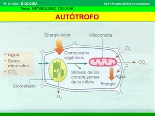 VI- Unidad : BIOLOGÍA
Tema: METABOLISMO CELULAR
I.E.P «Nuestra Señora de Guadalupe»
AUTÓTROFO
 
