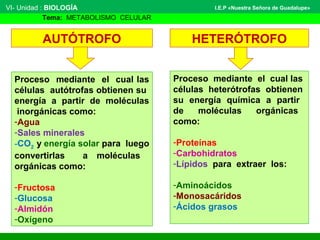 VI- Unidad : BIOLOGÍA
Tema: METABOLISMO CELULAR
I.E.P «Nuestra Señora de Guadalupe»
Proceso mediante el cual las
células autótrofas obtienen su
energía a partir de moléculas
inorgánicas como:
-Agua
-Sales minerales
-CO2 y energía solar para luego
convertirlas a moléculas
orgánicas como:
-Fructosa
-Glucosa
-Almidón
-Oxígeno
Proceso mediante el cual las
células heterótrofas obtienen
su energía química a partir
de moléculas orgánicas
como:
-Proteínas
-Carbohidratos
-Lípidos para extraer los:
-Aminoácidos
-Monosacáridos
-Ácidos grasos
AUTÓTROFO HETERÓTROFO
 