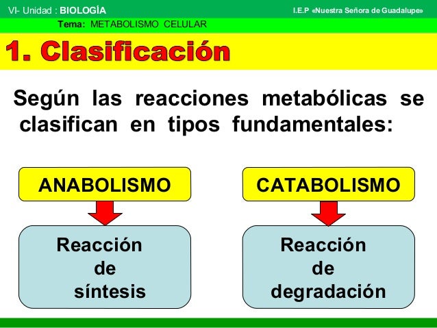 explique la funcion del atp en el metabolismo celular seguir en este camino