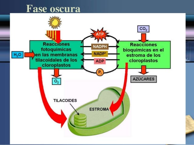 Estilo de vida con funciones del metabolismo
