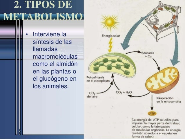 porciones de alimentos para bajar de peso - Información general Un