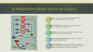 Glucolisis: La glucosa se descomponen obteniendo como
producto : 2 ácidos pirúvicos, 2 ATP y 2 NADH.
Entrada al Ciclo de Krebs: Luego los 2 Ácidos pirúvicos se
obtienen : 2 acetil Co-A, 2 NADH y 2 CO2
Ciclo de Krebs: Después de los 2 Acetil CO-A se obtiene como
producto 4 CO2, 2 GTP, 6 NADH y 2 FADH2.
Cadena de Transporte de electrones: Del NADH y el FADH se
obtiene la gradiente de protones.
Fosforilación oxidativa: La energía del gradiente se utiliza para
la síntesis de ATP cuando los protones se transportan siguiendo
su gradiente termodinámico dentro de la mitocondria
 