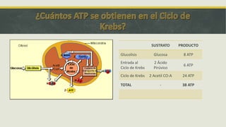SUSTRATO PRODUCTO
Glucolisis Glucosa 8 ATP
Entrada al
Ciclo de Krebs
2 Ácido
Pirúvico
6 ATP
Ciclo de Krebs 2 Acetil CO-A 24 ATP
TOTAL - 38 ATP
 
