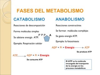 FASES DEL METABOLISMO
CATABOLISMO
Reacciones de descomposición
Forma moléculas simples
Se obtiene energía ATP.
Ejemplo: Respiración celular
ANABOLISMO
Reacciones constructivas
Se forman moléculas complejas
Se gasta energía ATP.
Ejemplo: la fotosíntesis
PPP A
ATP ADP + Pi + Energía
Se consume ATP
ADP + Pi + Energía ATP
Se produce ATP
El ATP es la molécula
encargada del transporte
de la energía en los
procesos metabólicos
 