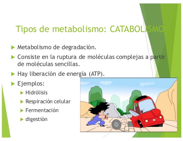 Vivir con el poder del metabolismo epub
