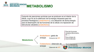METABOLISMO
Conjunto de reacciones químicas que se producen en el interior de la
célula, cuyo fin es la obtención de la energía necesaria para los
procesos fisiológicos (catabolismo), o la utilización de dicha energía
para el desempeño de las funciones de la célula o la reposición de
estructuras celulares (anabolismo)
Metabolismo
Anabolismo: gasto de
energía
Para las funciones
celulares (Movimiento,
etc…)
Para síntesis de
macromoléculas
Consumo de ATP
Catabolismo: obtención de
energía
Por la degradación
de macromoléculas
Obtención de ATP
 