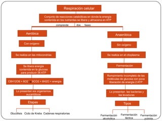 Respiración celular

                            Conjunto de reacciones catabólicas en donde la energía
                            contenida en los nutrientes se libera y almacena en ATP
                                      comprende       dos    fases:


             Aeróbica                                                                 Anaeróbica

            Con oxígeno                                                                Sin oxígeno


     Se realiza en las mitocondrias                                            Se realiza en el citoplasma



           Se libera energía                                                          Fermentación
        contenida en la glucosa
         para producir 38 ATP
                                                                               Rompimiento incompleto de las
                                                                               moléculas de glucosa con poca
C6H12O6 + 6O2     6CO2 + 6H2O + energía                                         liberación de energía 2 ATP


     Lo presentan los organismos                                                 Lo presentan las bacterias y
             eucarióticos                                                               las levaduras

               Etapas                                                                       Tipos


 Glucólisis Ciclo de Krebs Cadenas respiratorias                                          Fermentación
                                                                          Fermentación                       Fermentación
                                                                           alcohólica        láctica            pútrida
 