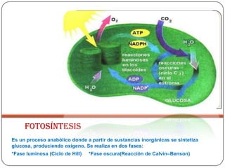 FOTOSÍNTESIS
Es un proceso anabólico donde a partir de sustancias inorgánicas se sintetiza
glucosa, produciendo oxígeno. Se realiza en dos fases:
*Fase luminosa (Ciclo de Hill)   *Fase oscura(Reacción de Calvin–Benson)
 