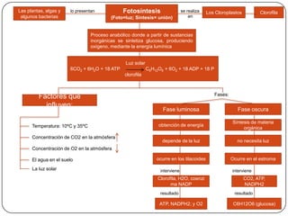 Las plantas, algas y   lo presentan            Fotosíntesis                    se realiza   Los Cloroplastos         Clorofila
 algunos bacterias                        (Foto=luz; Síntesis= unión)              en



                                 Proceso anabólico donde a partir de sustancias
                                 inorgánicas se sintetiza glucosa, produciendo
                                 oxígeno, mediante la energía lumínica


                                                Luz solar
                       6CO2 + 6H2O + 18 ATP                 C6H12O6 + 6O2 + 18 ADP + 18 P
                                                clorofila



                                                                                               Fases:
         Factores que
           influyen:
                                                                   Fase luminosa                           Fase oscura

                                                                                                        Síntesis de materia
      Temperatura: 10ºC y 35ºC                                   obtención de energía
                                                                                                             orgánica
      Concentración de CO2 en la atmósfera
                                                                   depende de la luz                      no necesita luz
      Concentración de O2 en la atmósfera

      El agua en el suelo                                       ocurre en los tilacoides                Ocurre en el estroma

      La luz solar                                                interviene                            interviene
                                                                 Clorofila, H2O, coenzi                        CO2, ATP,
                                                                       ma NADP                                 NADPH2
                                                                  resultado                              resultado

                                                                 ATP, NADPH2; y O2                       C6H12O6 (glucosa)
 