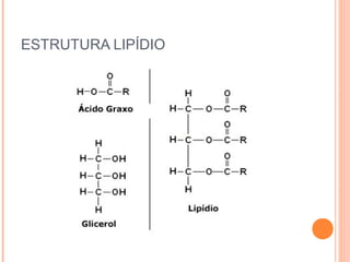 ESTRUTURA LIPÍDIO
 