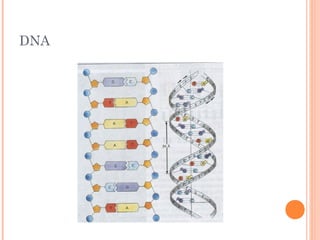 DNA
 