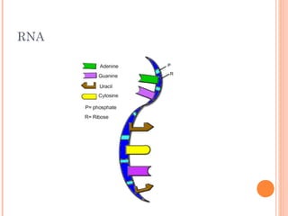 RNA
 