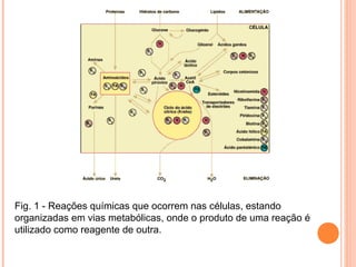 Fig. 1 - Reações químicas que ocorrem nas células, estando
organizadas em vias metabólicas, onde o produto de uma reação é
utilizado como reagente de outra.
 