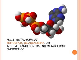 FIG. 2 - ESTRUTURA DO
TRIFOSFATO DE ADENOSINA, UM
INTERMEDIÁRIO CENTRAL NO METABOLISMO
ENERGÉTICO
 