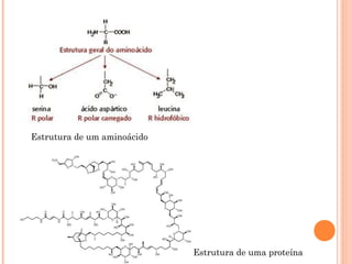 Estrutura de um aminoácido
Estrutura de uma proteína
 