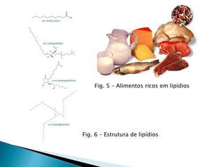 Fig. 6 – Estrutura de lipídios
Fig. 5 – Alimentos ricos em lipídios
 