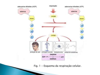 Fig. 1 - Esquema da respiração celular.
 