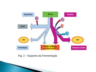 Fig. 2 – Esquema da Fermentação
 