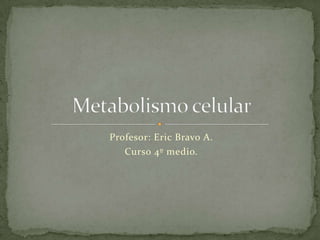 Profesor: Eric Bravo A. Curso 4º medio. Metabolismo celular 