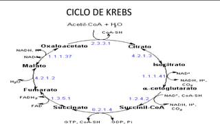 CICLO DE KREBS
 