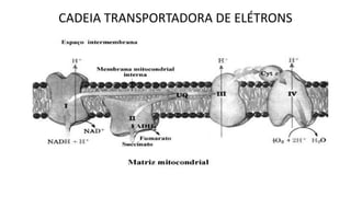 CADEIA TRANSPORTADORA DE ELÉTRONS
 