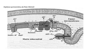 Hipótese quimiosmótica de Peter Mitchell
 