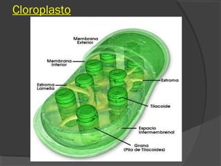Cloroplasto
 