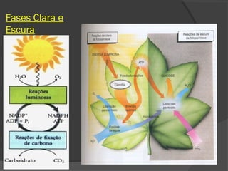 Fases Clara e
Escura
 