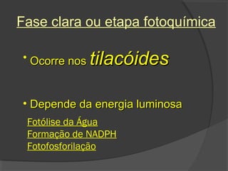 Fase clara ou etapa fotoquímica

• Ocorre nos   tilacóides

• Depende da energia luminosa
 Fotólise da Água
 Formação de NADPH
 Fotofosforilação
 