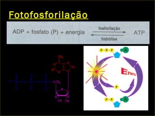 Fotofosforilação
 