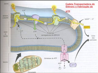 Cadeia Transportadora de
Elétrons e Fabricação de

ATP
 
