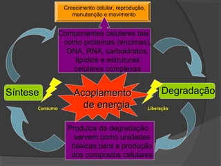 Crescimento celular, reprodução,
                    manutenção e movimento


                Componentes celulares tais
                 como proteínas (enzimas),
                  DNA, RNA, carboidratos,
                    lipídios e estruturas
                   celulares complexas


Síntese             Acoplamento                           Degradação
      Consumo         de energia                    Liberação



                  Produtos da degradação
                    servem como unidades
                   básicas para a produção
                   dos compostos celulares
 