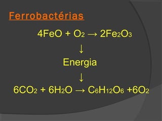 Ferrobactérias
    4FeO + O2 → 2Fe2O3
            ↓
         Energia
            ↓
6CO2 + 6H2O → C6H12O6 +6O2
 