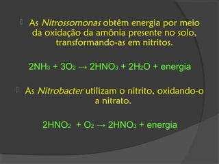     As Nitrossomonas obtêm energia por meio
         da oxidação da amônia presente no solo,
                transformando-as em nitritos.

        2NH3 + 3O2 → 2HNO3 + 2H2O + energia

       As Nitrobacter utilizam o nitrito, oxidando-o
                          a nitrato.

            2HNO2 + O2 → 2HNO3 + energia
 