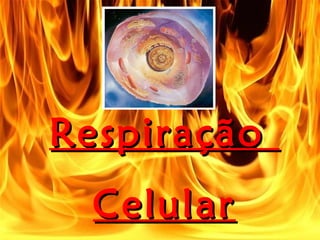 Respiração
  Celular
 