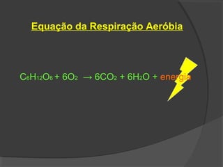 Equação da Respiração Aeróbia




C6H12O6 + 6O2 → 6CO2 + 6H2O + energia
 